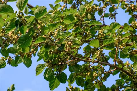 russian mulberry trees for sale.